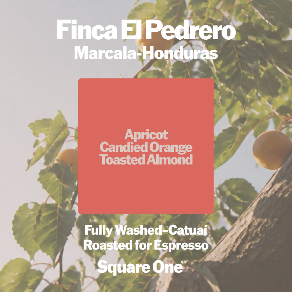 Finca El Pedrero, Honduras — Washed Espresso