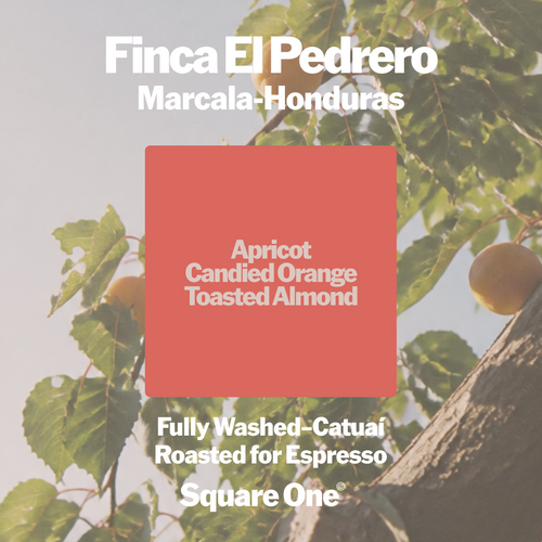 Finca El Pedrero, Honduras — Washed Espresso