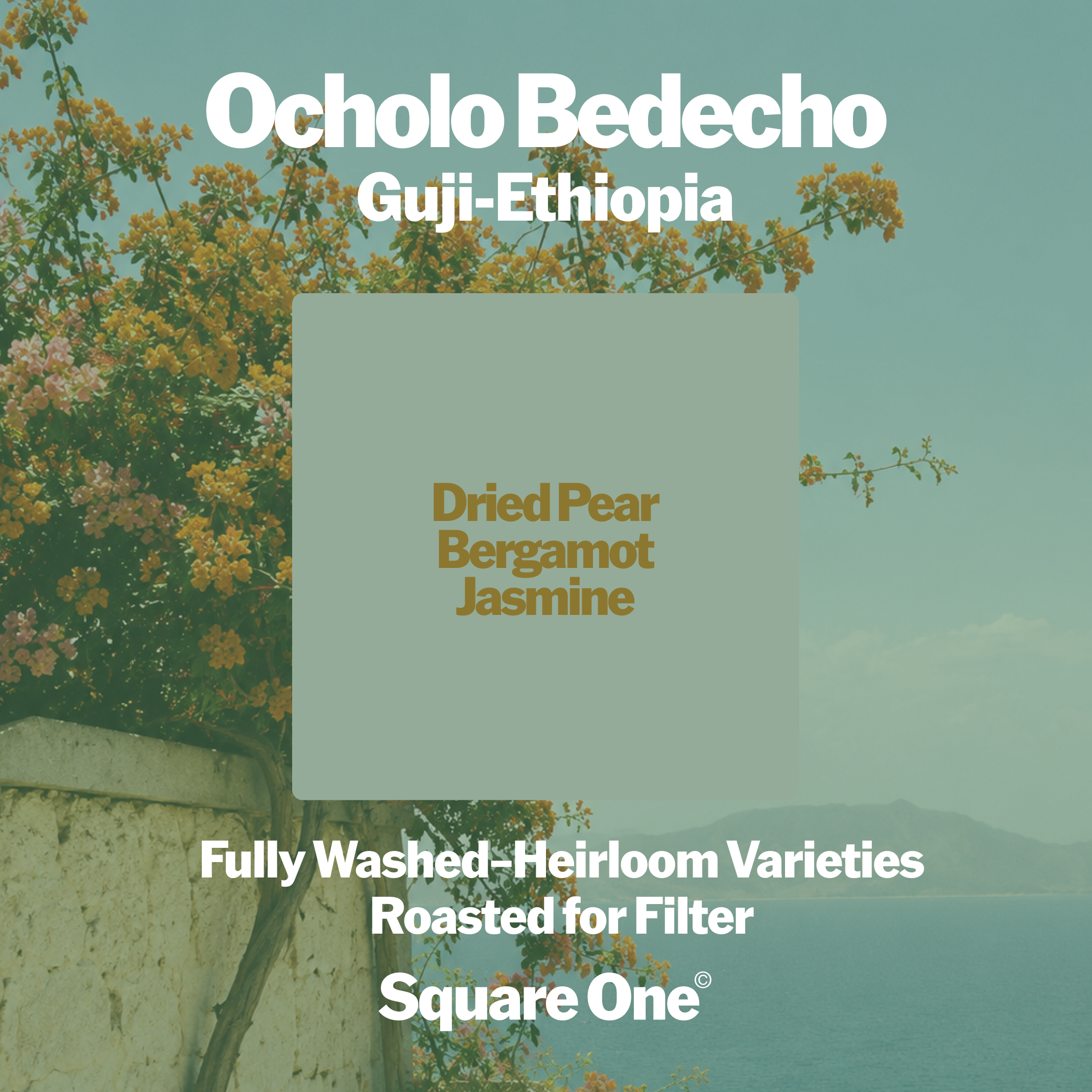 Ocholo Bedecho, Ethiopia — Washed Filter