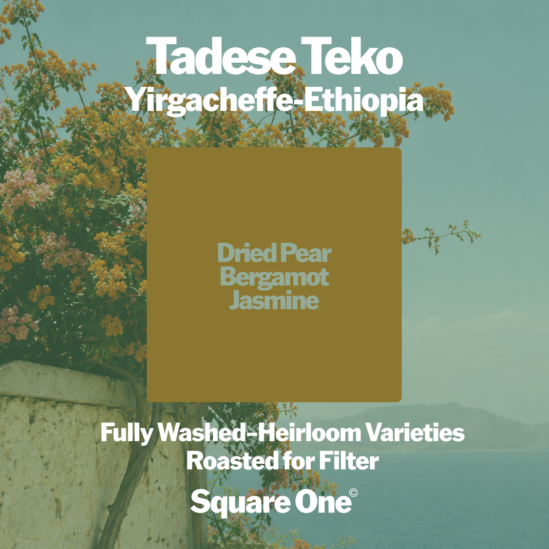 Tadese Teko, Ethiopia — Washed Filter